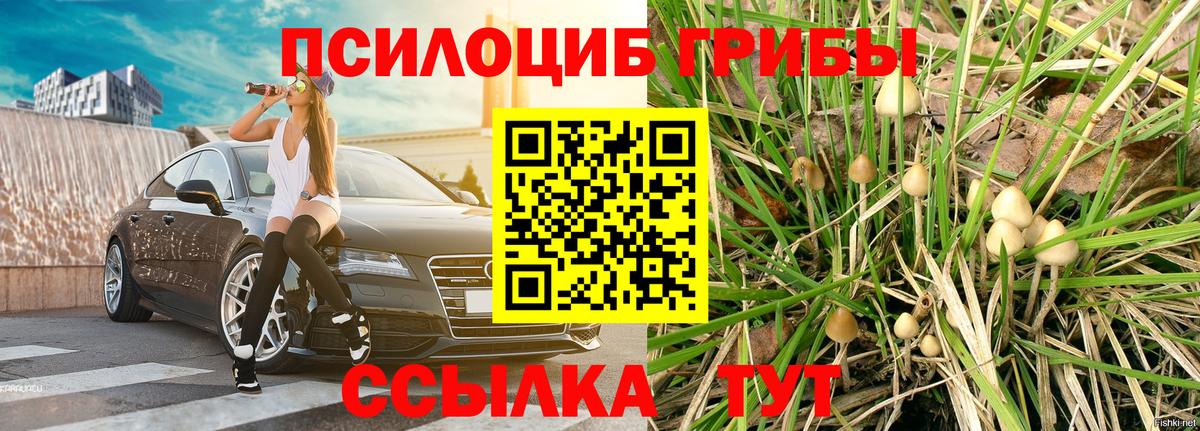 Мытищи  Псилоцибиновые грибы Psilocybine cubensis  Галлюциногенные грибы мицелий  Вход с VPN 